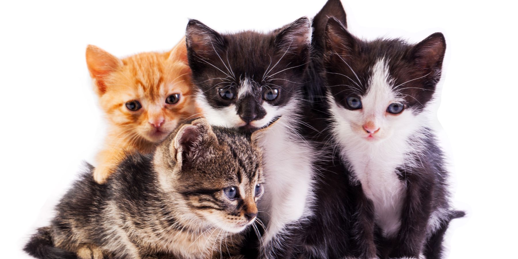 What Are the Biological Differences Between Male and Female Cats?